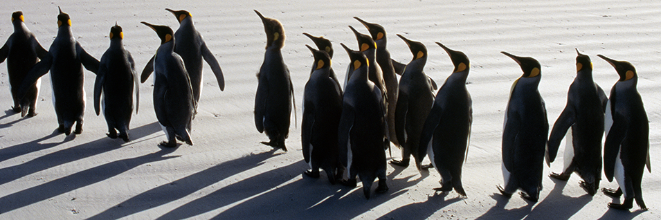 SAP Integrated to P6 with P6-Loader