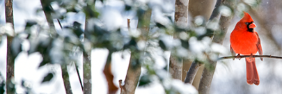 Upcoming Online Training