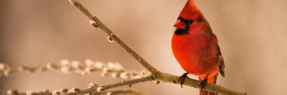December Live Webinars