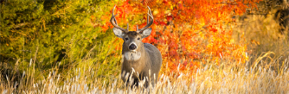 Upcoming Mini Webinars