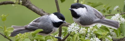 Upcoming Free Webinars