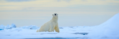 Upcoming Free Webinars