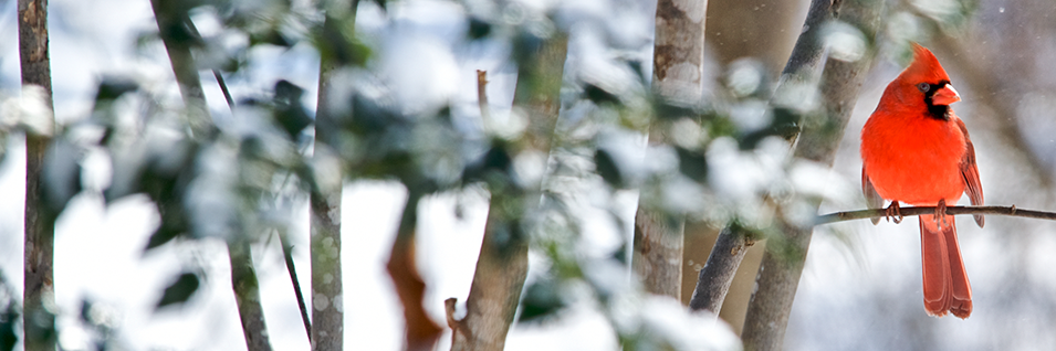 Upcoming Mini Webinars