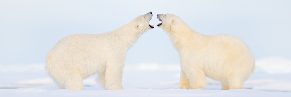 P6-Scrubber v8 - New Release